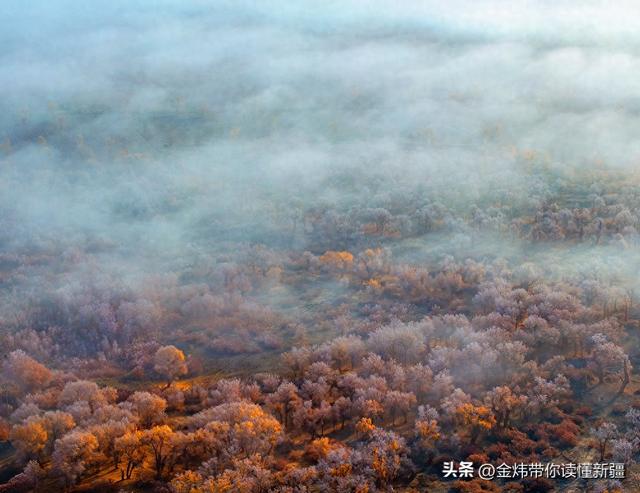 新疆轮台县：轮南胡杨林惊现雾凇奇观