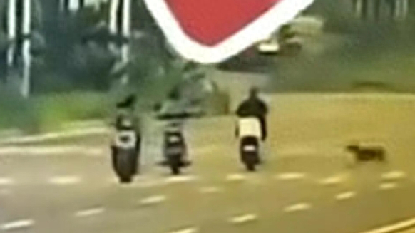 一犬撞两命，三孩失双亲，谁来买单？