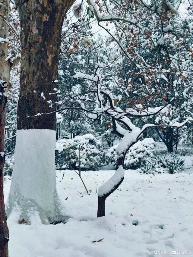 雪中泉城公园美不胜收