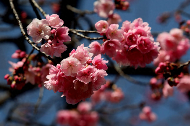 顶流回归！一年一度的“圆通樱潮”来了