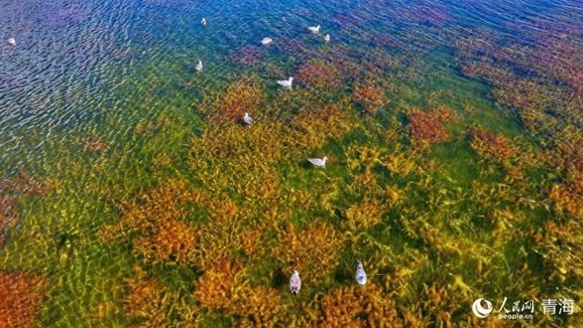 冬格措纳湖：湖映雪山 鸟伴草甸