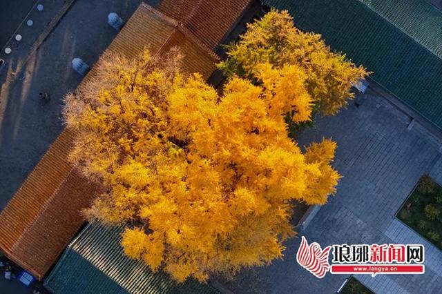 “杏”会临沂美到刷屏！这份实景攻略帮您解锁最美秋意！