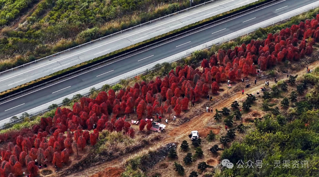 层林尽染引客来 严关红枫林火出圈成“网红打卡地”