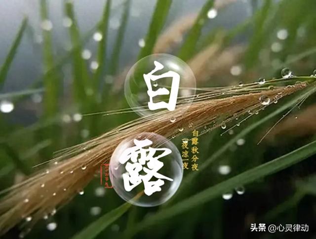 “早白露，冷到哭；晚白露，蒸桑拿”，今日白露，今年白露在哪？