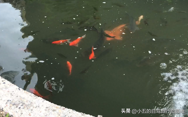 康熙帝手滑少写一点？花港观鱼的隐藏副本太离谱了