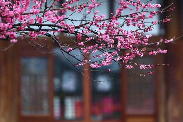 栖霞山，花都开好了！