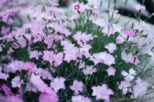 真心喜欢，真心爱，就不要怕付出