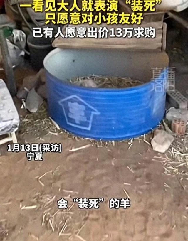 宁夏装死小羊晕倒原因揭底，小孩衣服成重要线索	，真相太心酸