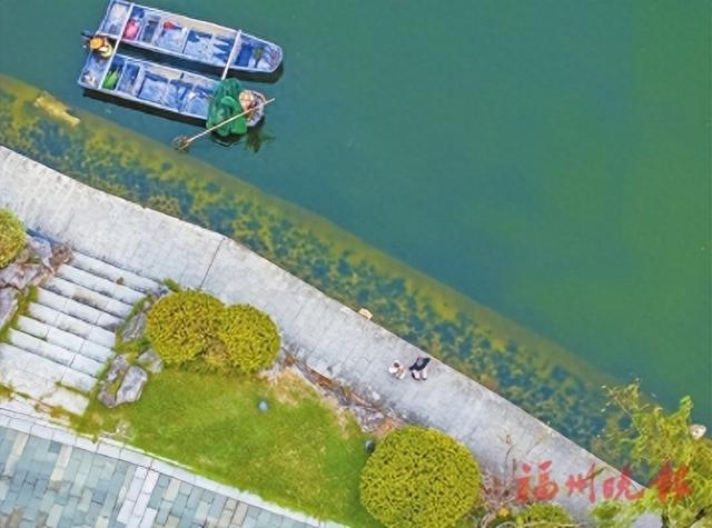 “水下森林”铺翠 西湖碧波流芳