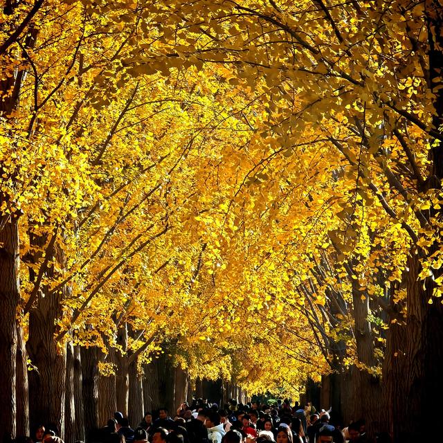 北京三里河：银杏满树金黄，游客争相合影