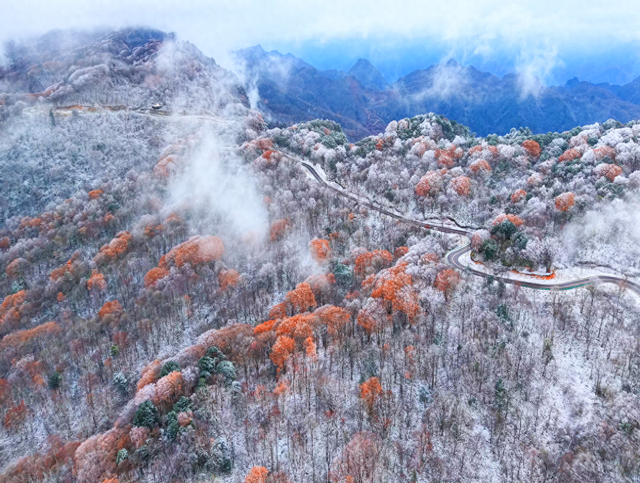 四川广元旺苍县初冬红叶如画 山色斑斓引客来