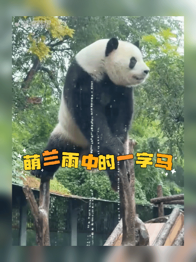 国庆长假最后一天北京动物园大熊猫萌兰冒雨做最美一字马