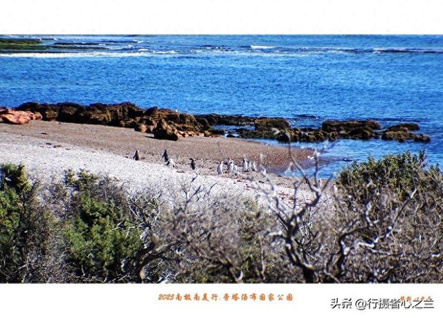 南极南美三国行游影记（79）—阿根廷旁塔汤布国家公园（六）