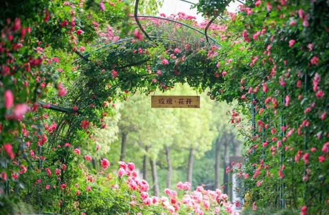 来溧水看“花花世界”