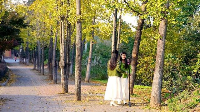 双牌大道：银杏染金花绽艳 初冬盛景绘画廊