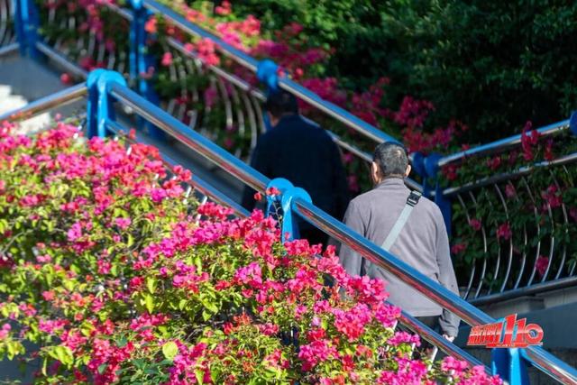 红了！红了！不少福州人都出动了......下周憋大招，强冷空气这天杀到