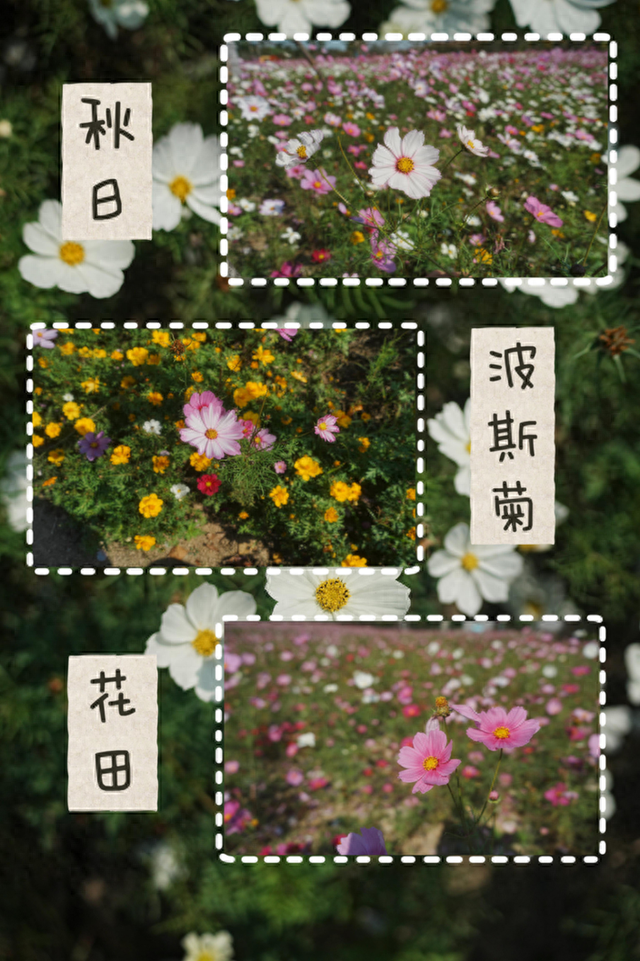 良渚荀甫路“秋花盲盒”已开！波斯菊海+治愈彩蛋，不仅好看还好拍！