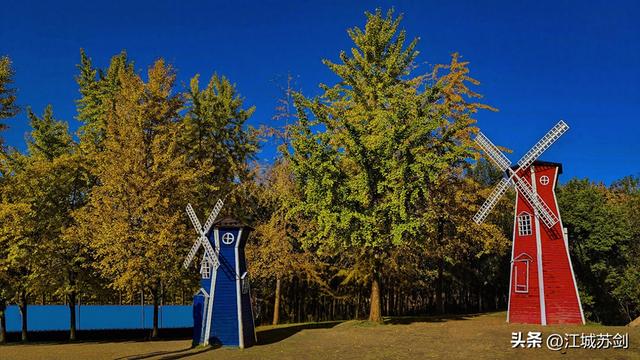 银杏黄时，解放公园把武汉秋天压成一枚金色书签