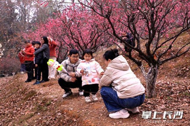 梅茶竞艳鸟翩跹，省植物园邀你共赴冬日限定之约丨组图