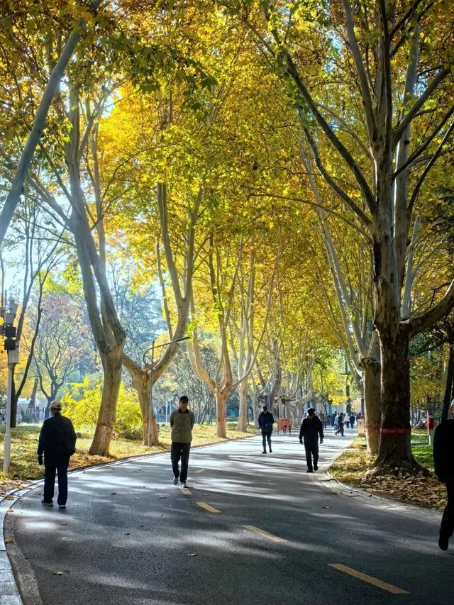 石家庄这里有条绝美梧桐大道