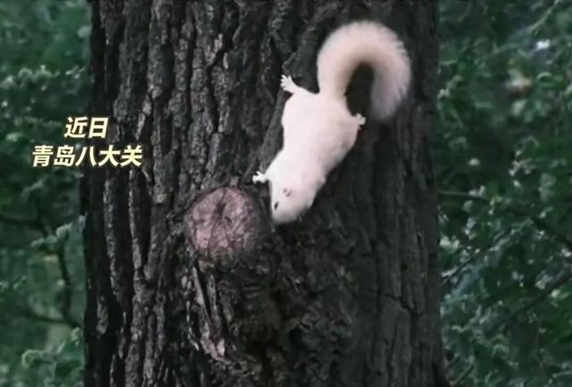 高萌预警！在八大关拍到小松鼠，在浮山森林公园遇到小野兔……网友：我也要去偶遇