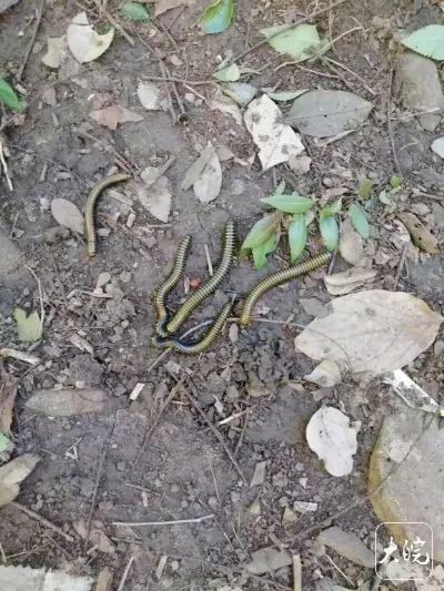 合肥大蜀山出现大量“怪虫”？专家：无害，不用怕
