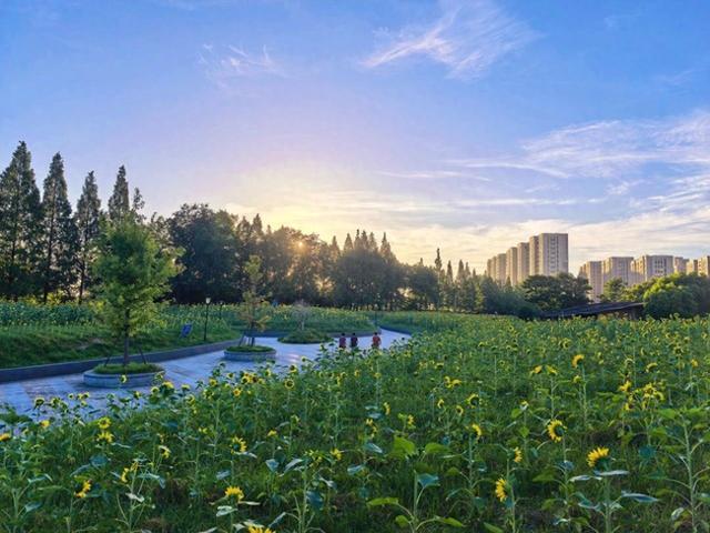 向日葵花海“拍了拍”你，快来解锁夏日浪漫~