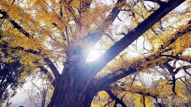 南召：古寺银杏正当时 满目金黄醉游人