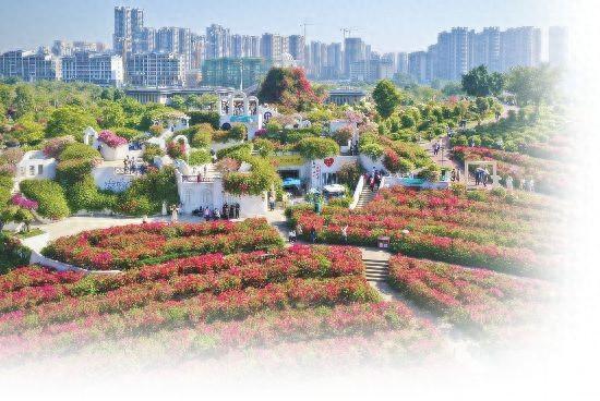 漫山遍野铺繁花 冬游南宁正当时