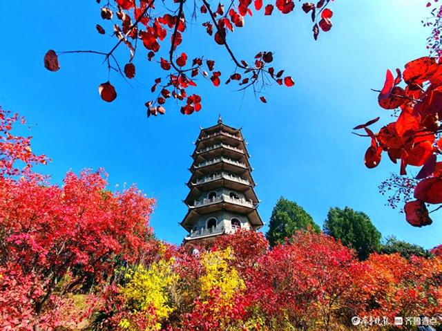 醉美深秋！济南红叶谷红叶引来大批游客