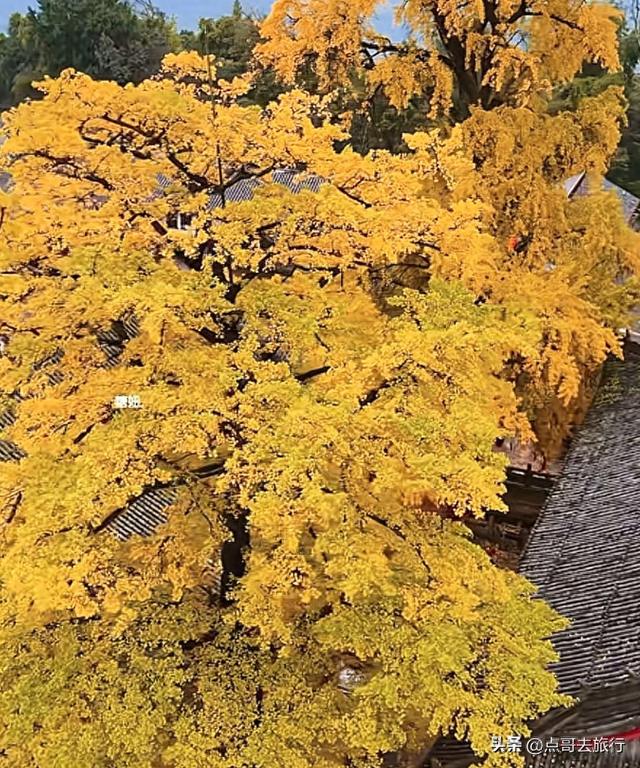 成都龙泉山有多少千年银杏，让人意外，居然有刘备亲手种的！