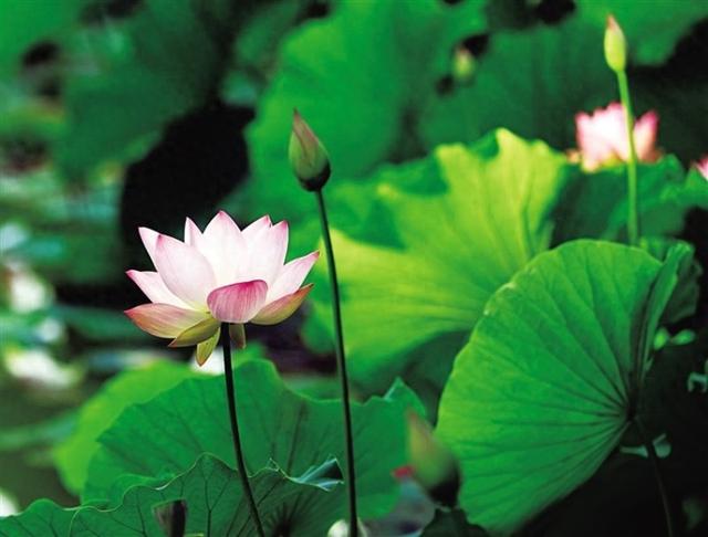 一池荷花 绽放酒泉夏日浪漫