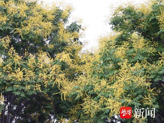 栾树花开秋意浓 满城风景入画来