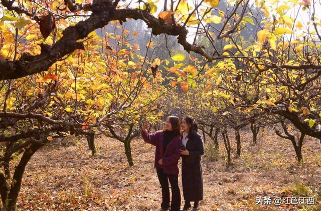 金黄漫野醉游人！宁都王布村冬日梨园铺就赣南生态画卷