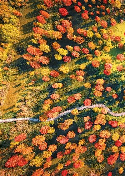 守好一片杉林，引来百鸟栖息