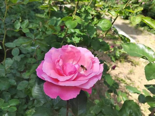 南山公园补植月季2000余株