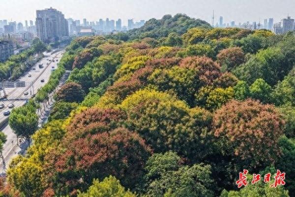 三色栾树挂枝头，三镇街头秋意浓
