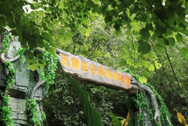 住普洱小熊猫庄园 探访太阳河森林公园 又有新业态啦 | 有一种叫云南的生活