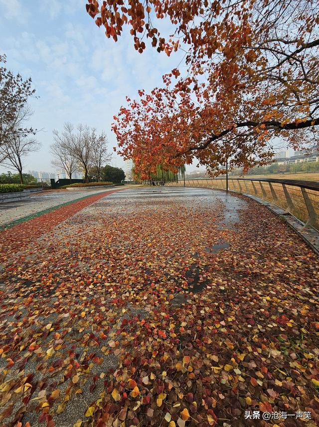 美了醉了爱了乌桕，深秋神奇神秘乌桕，美色美丽美景，一往情深!
