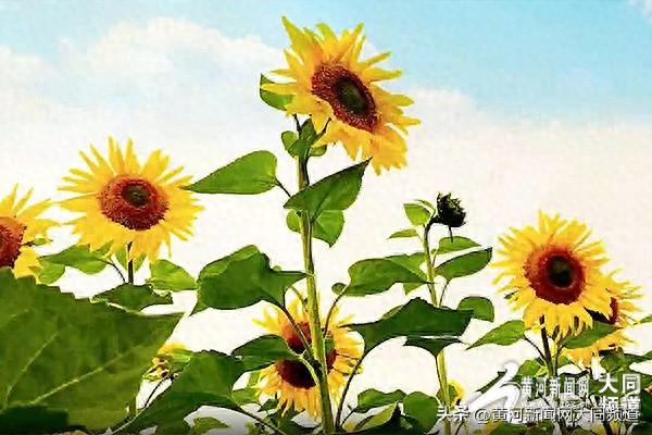 云州向日葵花海绽放 农旅融合绘就“金色经济”