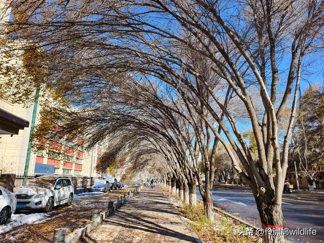 新疆乌鲁木齐红光山大佛寺
