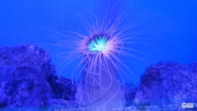 “发光”展、水下变脸、海底炫蝶……今年暑期，青岛海底世界惊喜连连