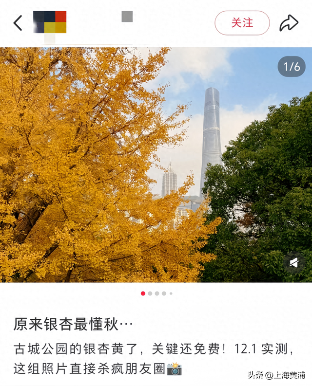 魔都秋日隐藏款！这里的银杏会“穿越”陆家嘴天际线