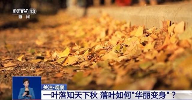 落叶如何变废为宝？各地巧妙“加工”留住秋日浪漫