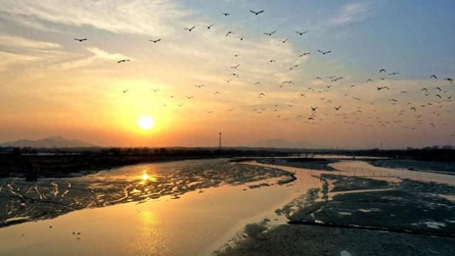 山东日照：“鸟群”版银河流动一幅生态画卷