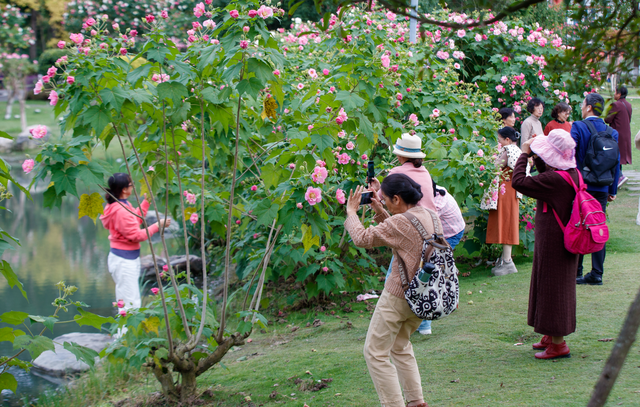 芙蓉花开醉蓉城，深秋美景胜似春