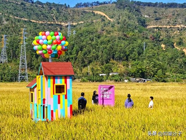 肇庆高要：稻香邀客来 冬日享秋色