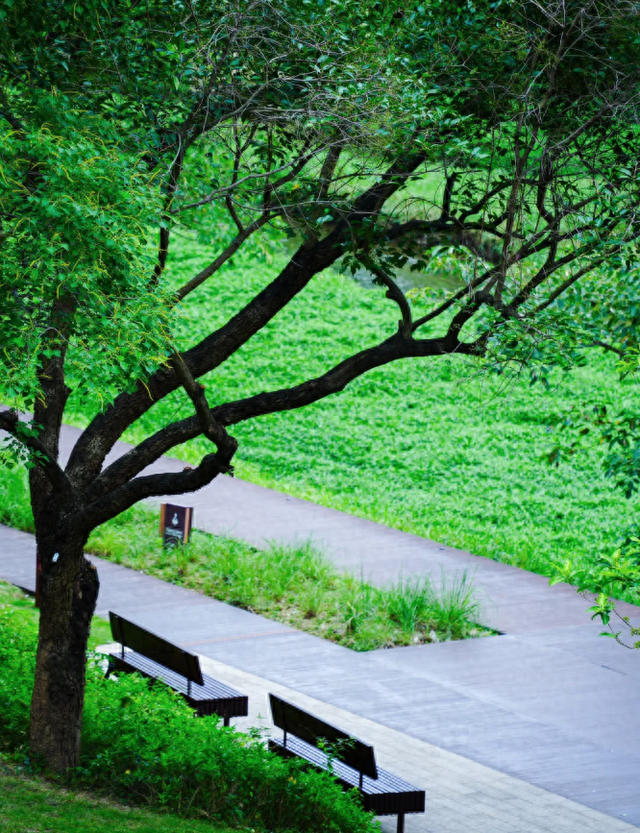 魔法树林逃脱攻略（深圳又一生态长廊爆红）