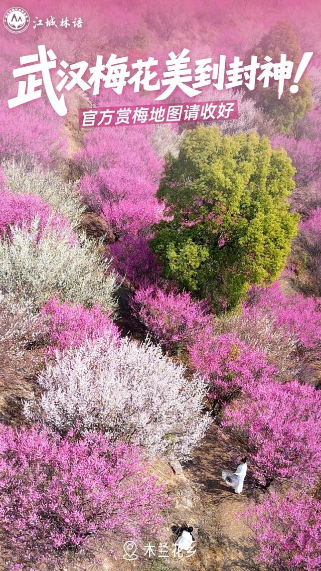 武汉梅花美到封神！官方赏梅地图请收好