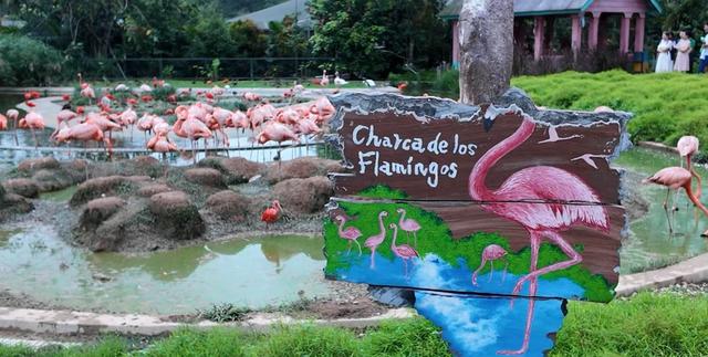 去新加坡旅游的中国人悄悄变了